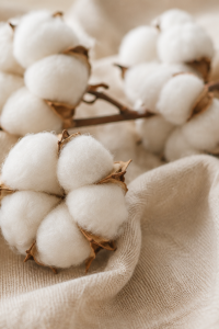 Bouquet de capsules de coton blanc posé sur tissu lin beige, fibre naturelle pour vêtements durables